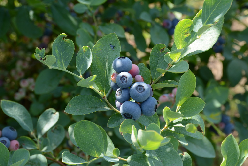 Blueberries by thewatersphotos