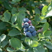 Blueberries by thewatersphotos