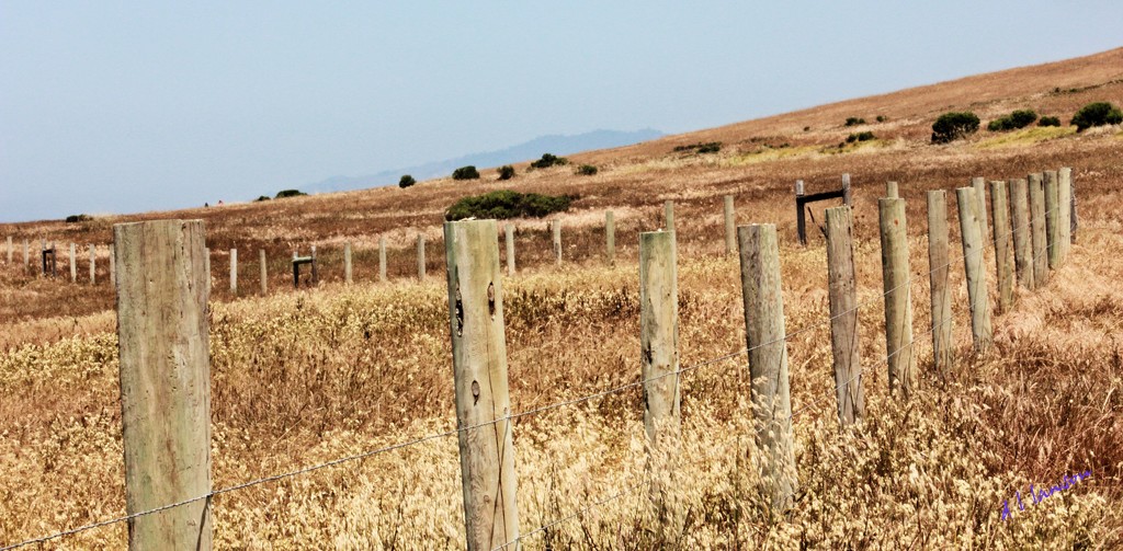 Fence Line by flygirl