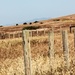 Fence Line by flygirl