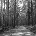 Can't see the forest for the (B&W) trees! by gigiflower
