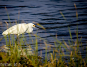 6th Jun 2015 - Egret on The Prowl