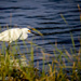 Egret on The Prowl by elatedpixie