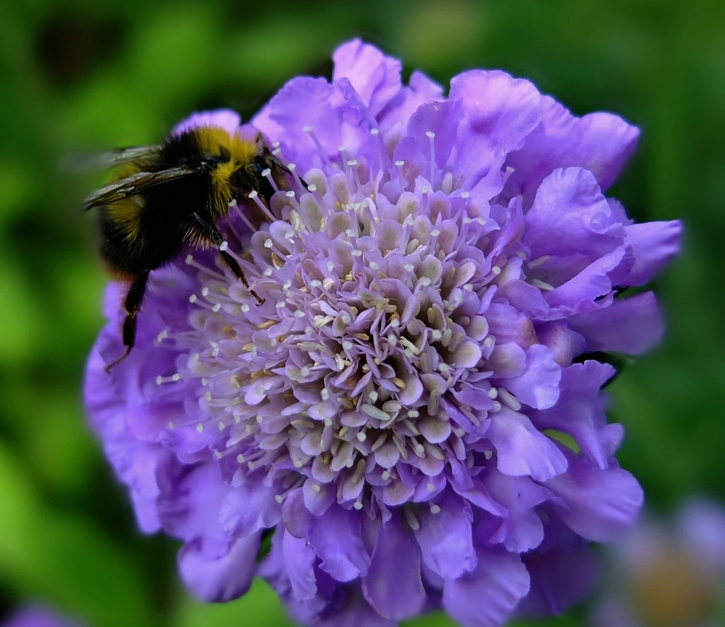 bee and scabious by quietpurplehaze