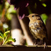 7th June 2015    - Baby Robin  by pamknowler