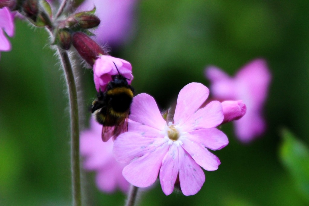 Red Campion and Bee by oldjosh