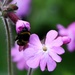 Red Campion and Bee by oldjosh