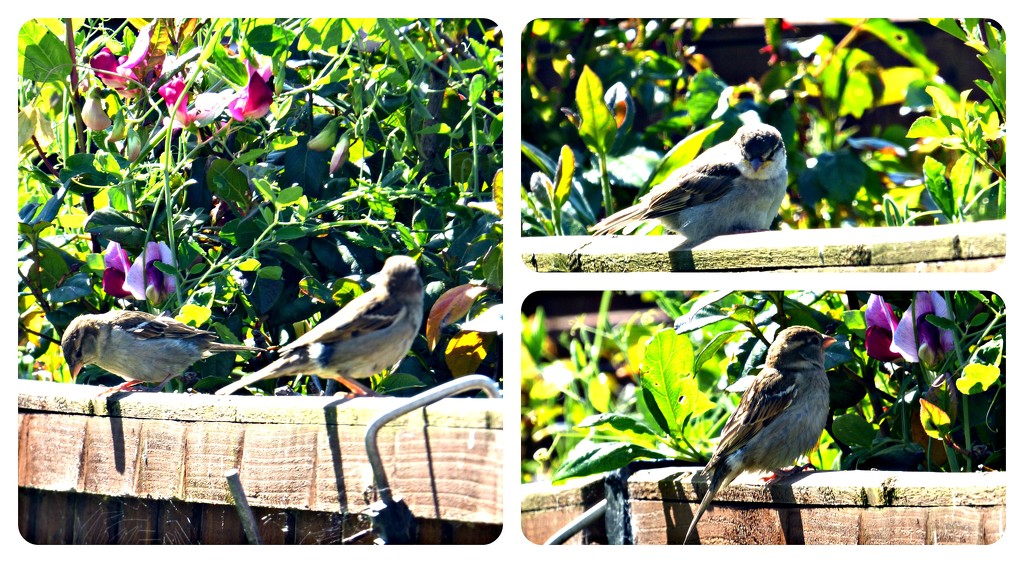 Sparrows  by beryl