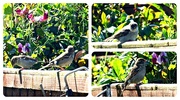 7th Jun 2015 - Sparrows 