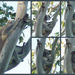 Wedgie by koalagardens