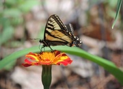 3rd Jun 2015 - Tiger Swallowtail