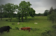 6th Jun 2015 - Peaceful Meadows