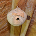 Wasp's Nest by arkensiel