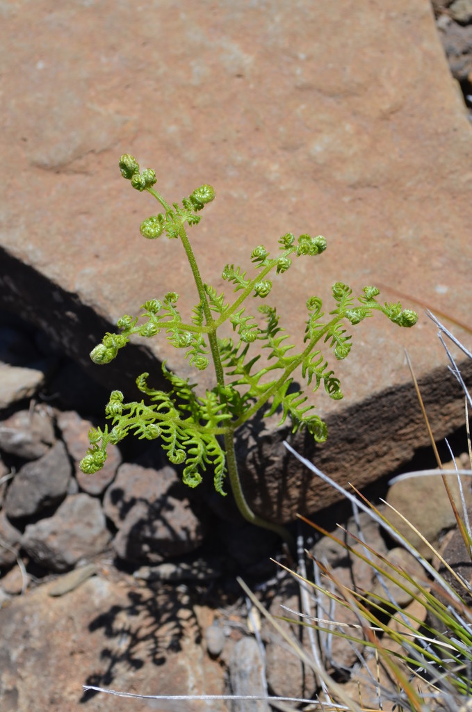 Day 327 - Reaching For The Sun by ravenshoe