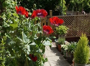 7th Jun 2015 - poppies by the back door