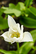 7th Jun 2015 - White tulip