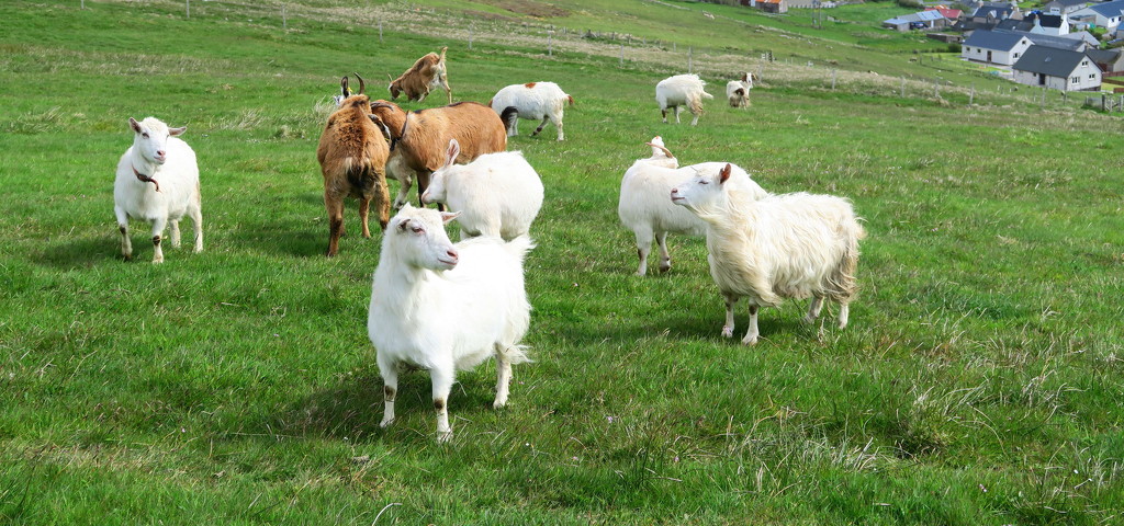 Sandwick Goats by lifeat60degrees
