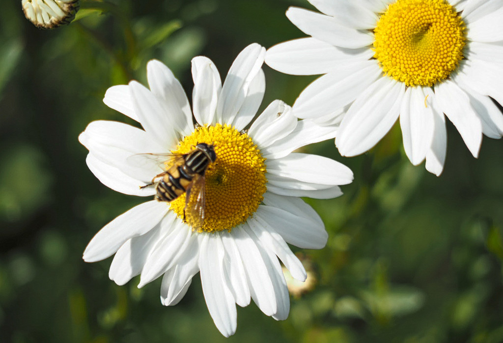 Daisy Bee by bizziebeeme