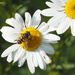 Daisy Bee by bizziebeeme