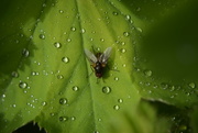 7th Jun 2015 - fly and waterdrops