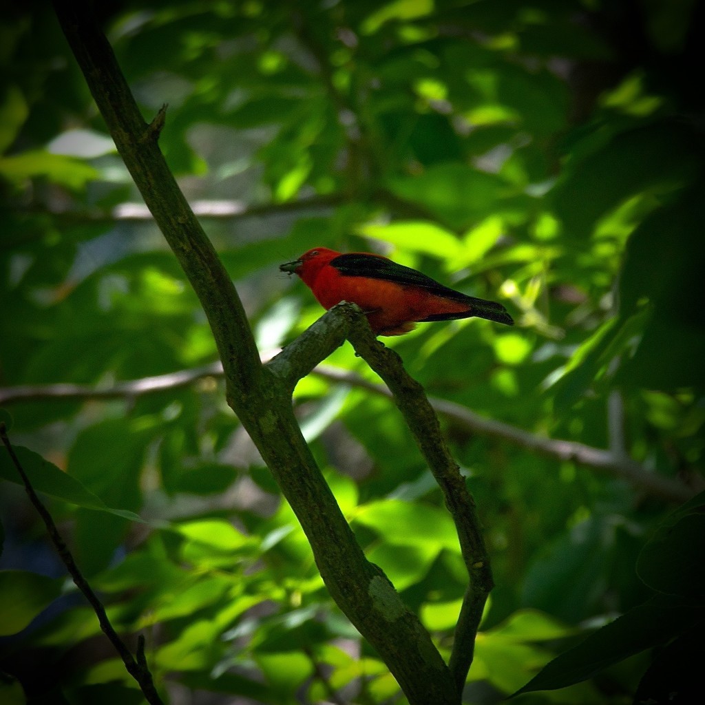 Papa Scarlet Tanager by berelaxed