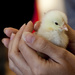 Itty bitty baby chick by lily