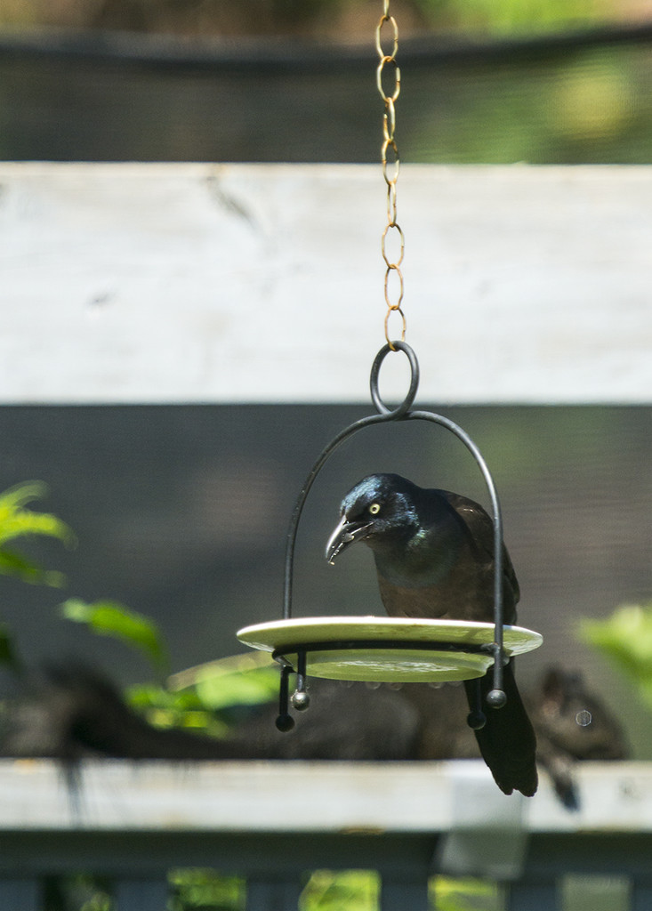 Grackle ( and stealth squirrel ) by gardencat