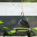 Grackle ( and stealth squirrel ) by gardencat