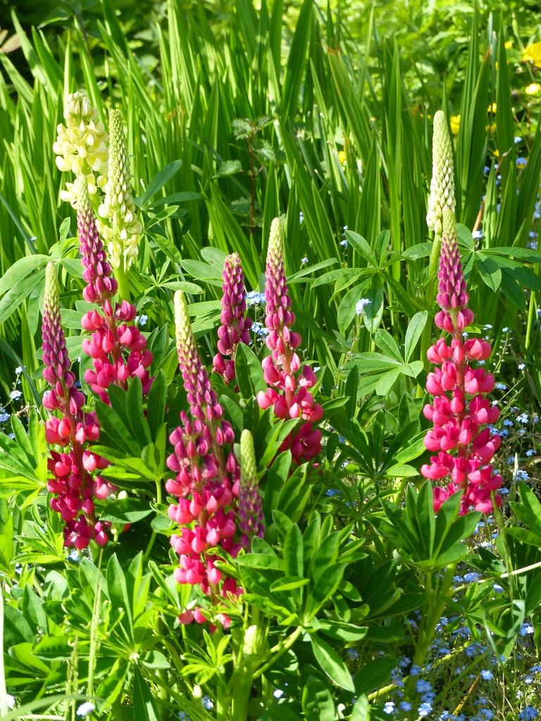 Lupins by susiemc