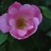 Pink Rose bush by loweygrace