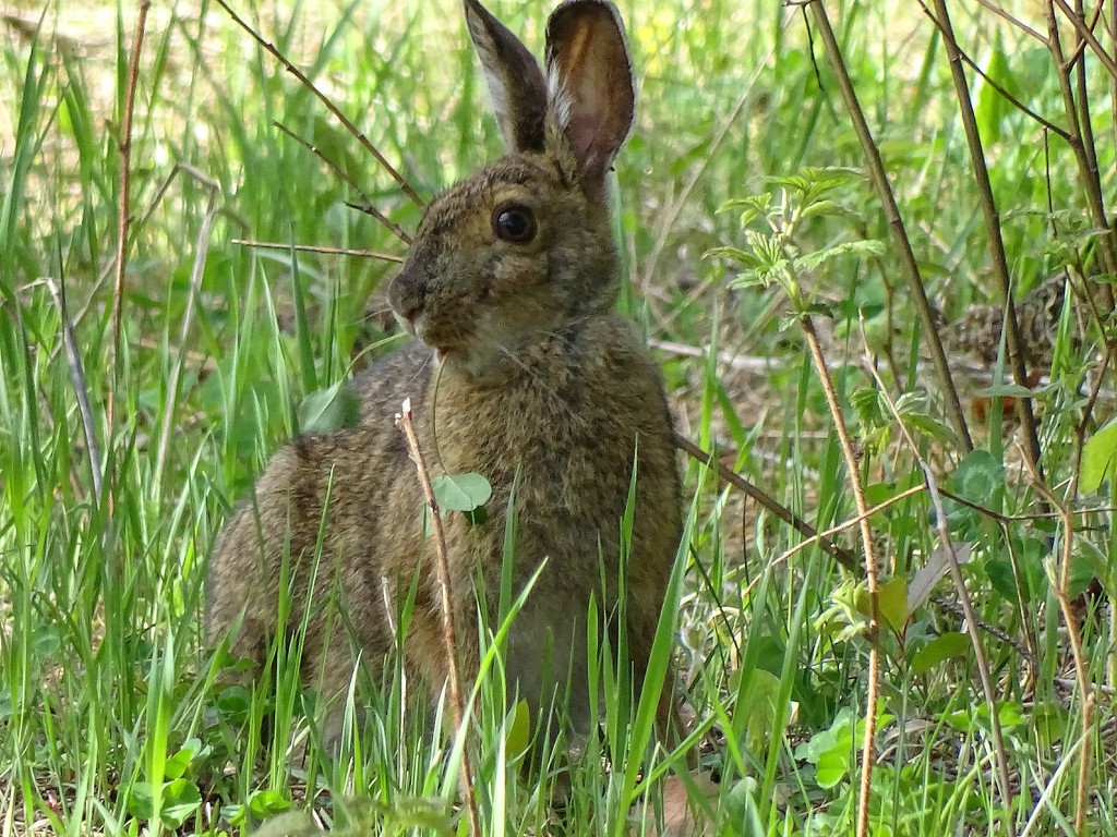 Snowshoe Hare by annepann