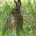 Snowshoe Hare by annepann