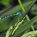 Damselfly by tosee