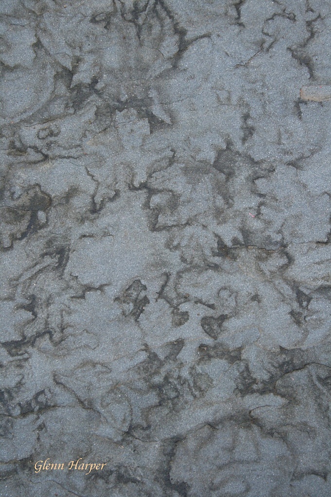 Autumn Fossils by glennharper