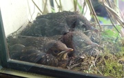 7th Jun 2015 -  Baby Blackbirds on the Windowsill