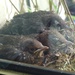  Baby Blackbirds on the Windowsill by susiemc