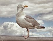 7th Jun 2015 - Seagull in profile