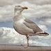 Seagull in profile by jack4john