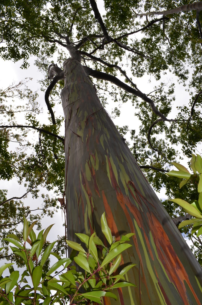 Day 338 - Painted Forest by ravenshoe