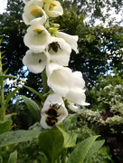 7th Jun 2015 - Busy bees....