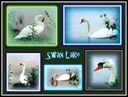 8th Jun 2015 - Swan Lake