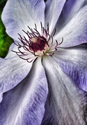 7th Jun 2015 - Clematis