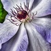 Clematis by cocobella