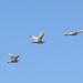 Egrets Flying Overhead by markandlinda