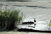 7th Jun 2015 - Ducks On A Log