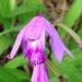 hyacinth orchid by wiesnerbeth