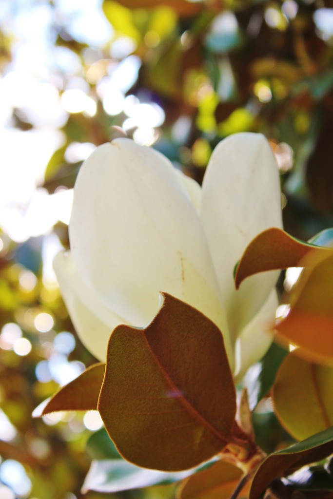 Magnolia by edorreandresen