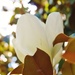 Magnolia by edorreandresen