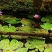 Beautiful Water Lilies by happysnaps