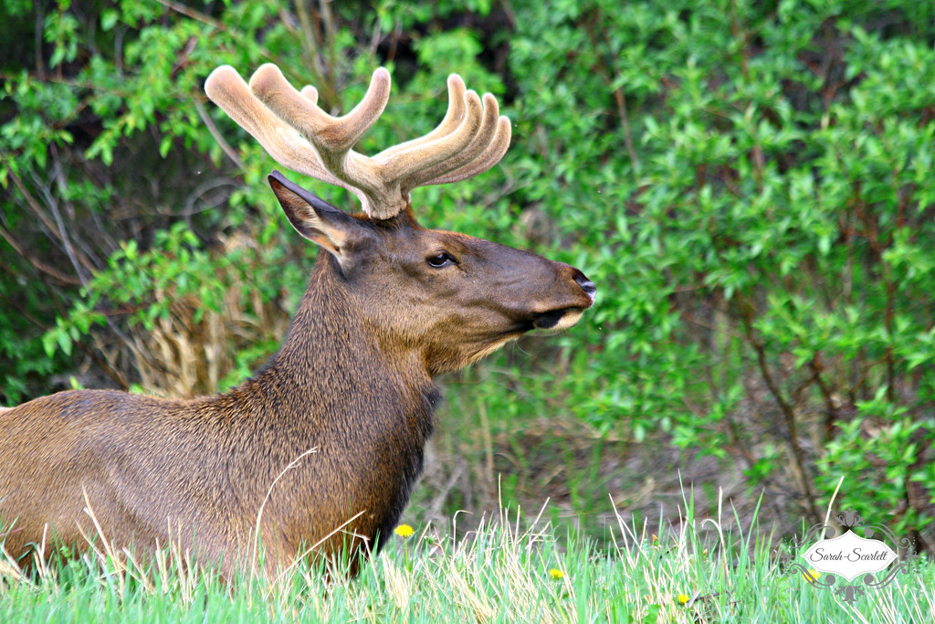 Elk by sarahlh